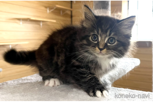 成約済の千葉県のサイベリアン-89267の3枚目